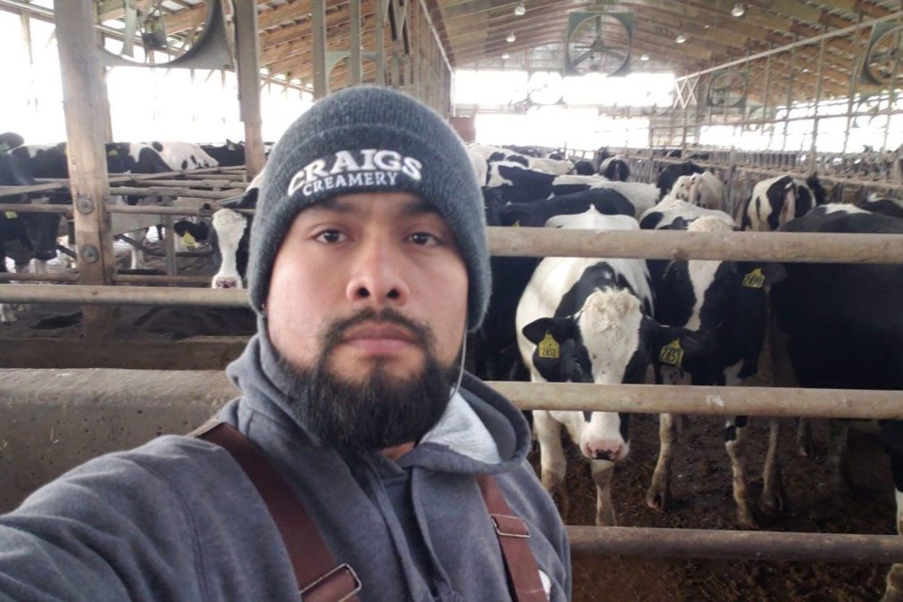 Luis Jiminez president alianza agricola at work on dairy farm
