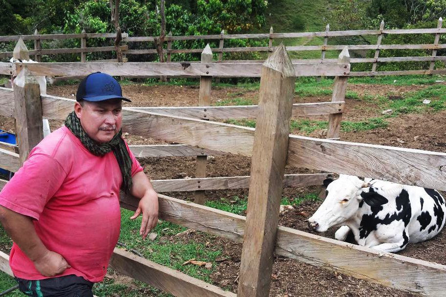 Quintero former rebel on his farm with cow