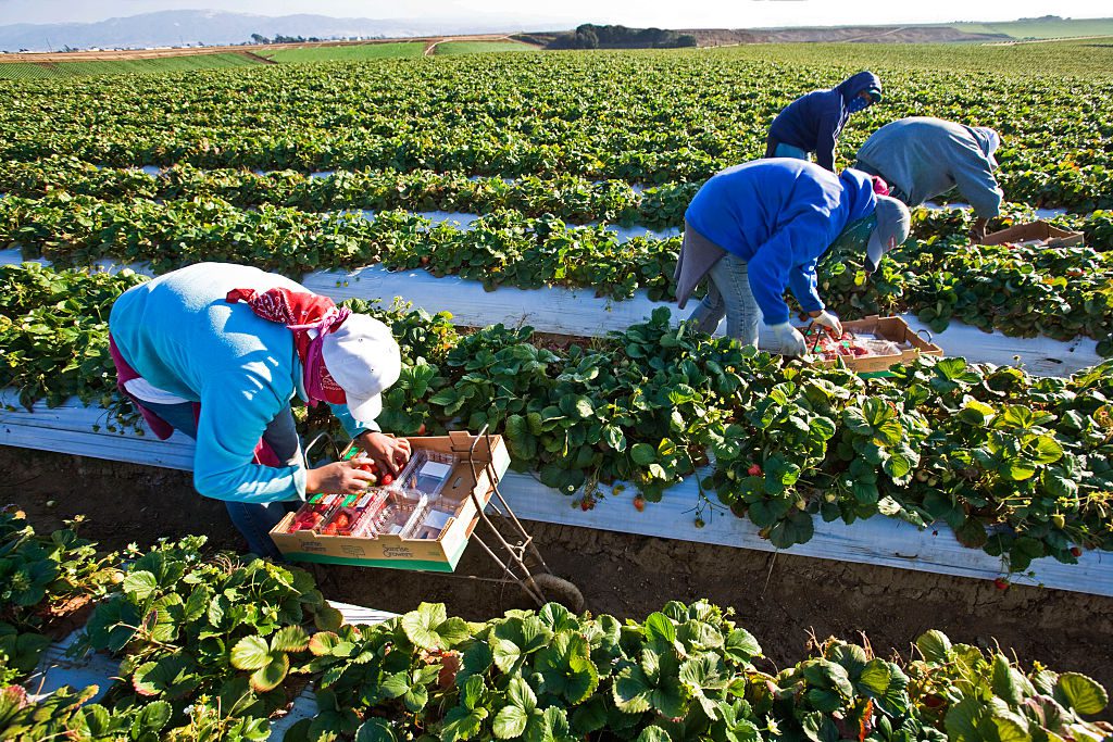 Migrant workers picking strawberries in fields