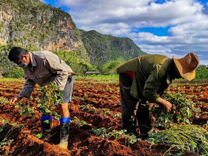 Cuban Farmers leaning over in fields